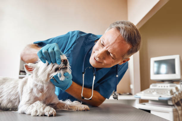 Best After-Hours Emergency Dentist in Mvell, AR